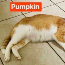 Thumbnail photo of Pumpkin #1