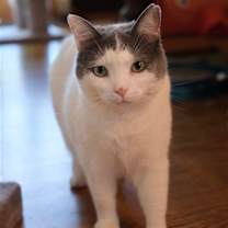 Thumbnail photo of Willow - Sponsored by Andrea D. (Walli) #1