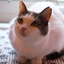 Thumbnail photo of Willow - Sponsored by Andrea D. (Walli) #2