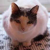 Thumbnail photo of Willow - Sponsored by Andrea D. (Walli) #4