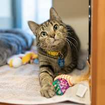 Thumbnail photo of Pamuk #2