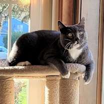 adopt-pet