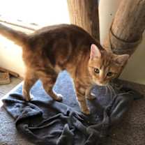 Thumbnail photo of GEMMY #2