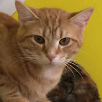 Thumbnail photo of GEMMY #3
