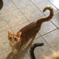 Thumbnail photo of GEMMY #4