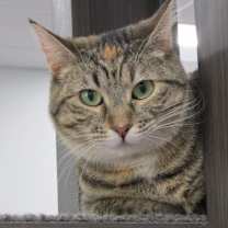 Thumbnail photo of Ladybug #3