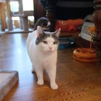Thumbnail photo of Willow - Sponsored by Andrea D. (Walli) #3