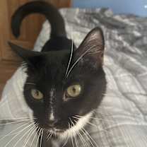 Thumbnail photo of Zorro #2