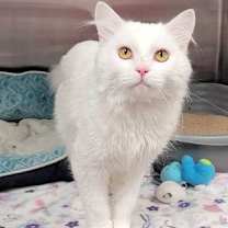 Thumbnail photo of Gandalf #1