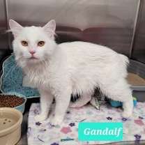 Thumbnail photo of Gandalf #2