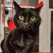 Thumbnail photo of Bagheera #1