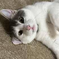 Thumbnail photo of Kitty #1