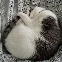 Thumbnail photo of Kitty #4