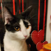 Thumbnail photo of Rasputin #1