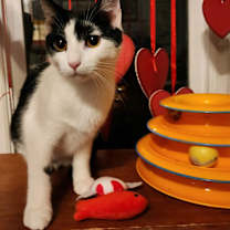 Thumbnail photo of Rasputin #2