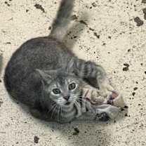 Thumbnail photo of ZOE #1