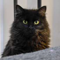 Thumbnail photo of Leela #1