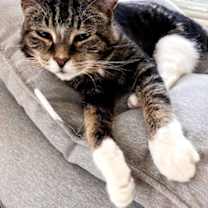 Thumbnail photo of Juju #1