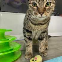 Thumbnail photo of GRACIE #3