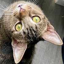 Thumbnail photo of GRACIE #4