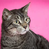 Thumbnail photo of Theodore #2