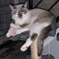 Thumbnail photo of Precious #1
