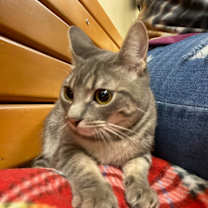 Thumbnail photo of DORATHIA #3