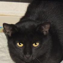 Thumbnail photo of Ferris #1