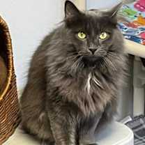 Thumbnail photo of Dusty #1