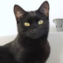 Thumbnail photo of Cadbury #1
