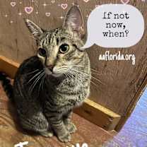 Thumbnail photo of Tigereye #1