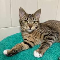 Thumbnail photo of Celine #1