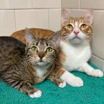 Thumbnail photo of Celine #4