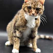 Thumbnail photo of Boomer #2