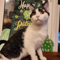 Thumbnail photo of Rasputin #3