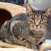 Thumbnail photo of Izzy #1