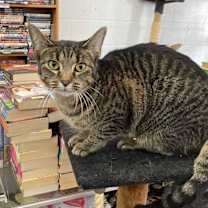 Thumbnail photo of Izzy #2