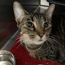 Thumbnail photo of Izzy #3