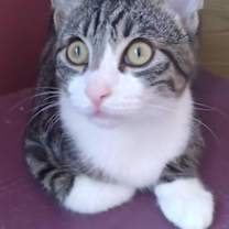 Thumbnail photo of Tig-Tig #1