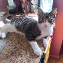 Thumbnail photo of Tig-Tig #2