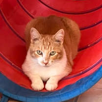 Thumbnail photo of Sampson #1