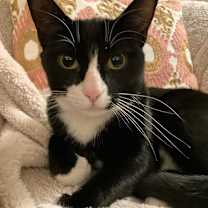 Thumbnail photo of Panda 3 #1