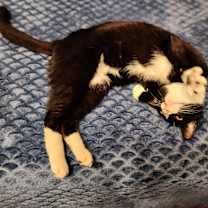 Thumbnail photo of Panda 3 #2