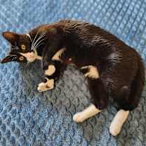 Thumbnail photo of Panda 3 #3