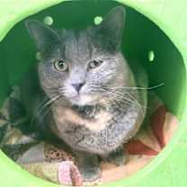 Thumbnail photo of Elle #3