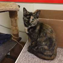 Thumbnail photo of FELICITY #2