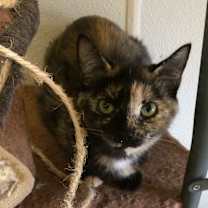 Thumbnail photo of FELICITY #4