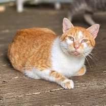 Thumbnail photo of Hobbe #1