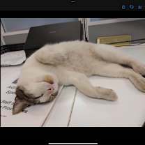 Thumbnail photo of zz - Kiwi #1