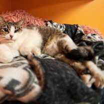 Thumbnail photo of Leia #4